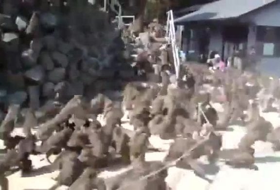 Nourrir des milliers de singes