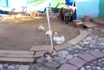 2 poulets séparent des lapins qui se battent