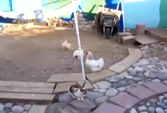 2 poulets séparent des lapins qui se battent
