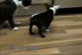 Bouledogue français a très soif