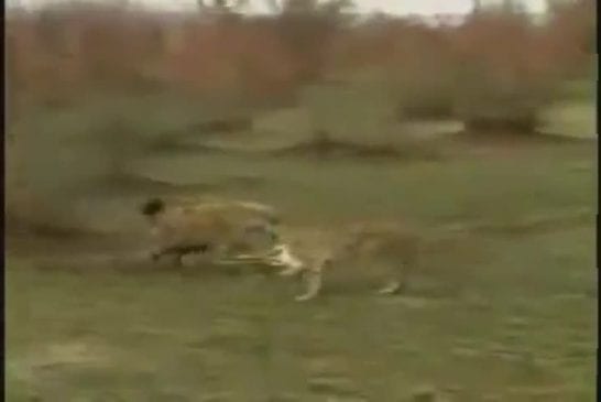 Gazelle s'échappe des crocs de ses ennemis