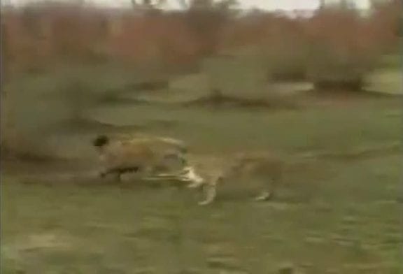 Gazelle s'échappe des crocs de ses ennemis
