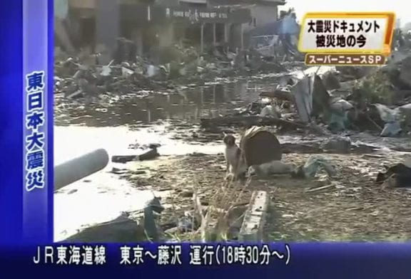 Chien cherche son maître désespérément après le tsunami