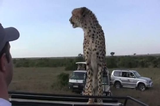 Guépard saute sur le capot d’une jeep