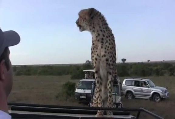 Guépard saute sur le capot d’une jeep