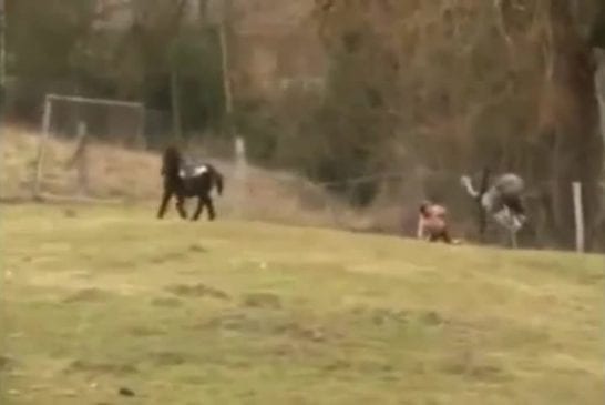 Une autruche attaque un enfant