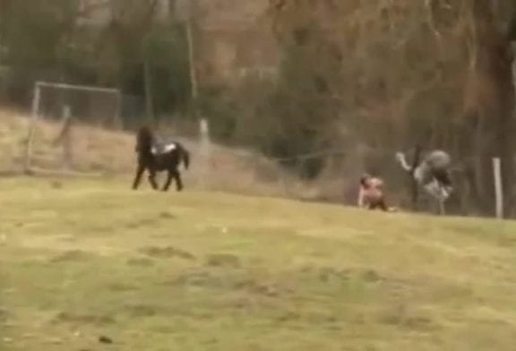 Une autruche attaque un enfant