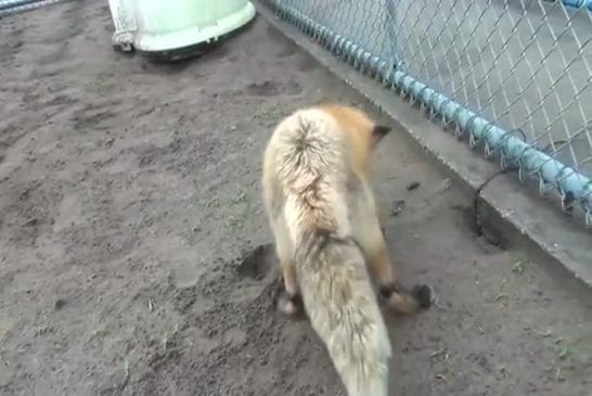 Renard fait la chasse à un cafard