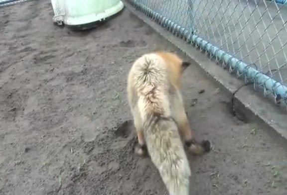 Renard fait la chasse à un cafard