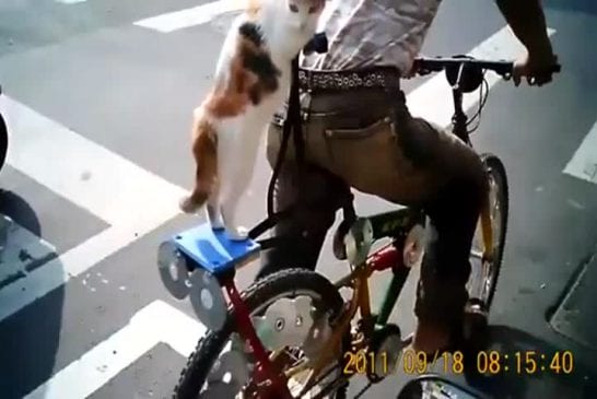 Chat avec un sombrero montant à l’arrière d’un vélo