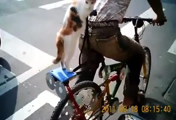 Chat avec un sombrero montant à l’arrière d’un vélo