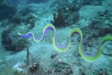 Vidéo d’une anguille étonnante