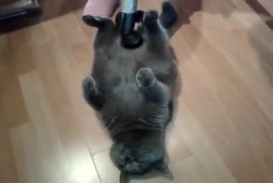 Ce petit chat aime l’aspirateur