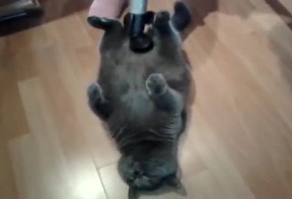 Ce petit chat aime l’aspirateur