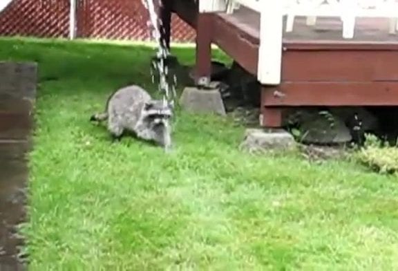 Raton laveur se bat avec un tuyau d’arrosage