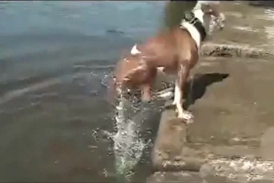 Chien apprend la physique à la manière forte