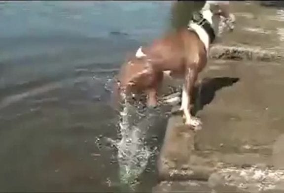 Chien apprend la physique à la manière forte