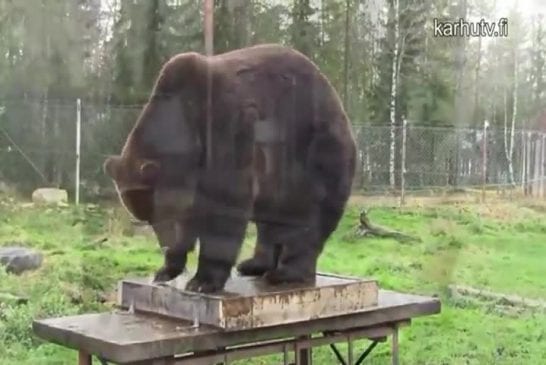 Avoir un ours comme apprenti ouvrier