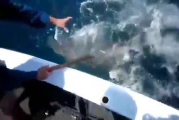 Requin vole le poisson d’un pêcheur