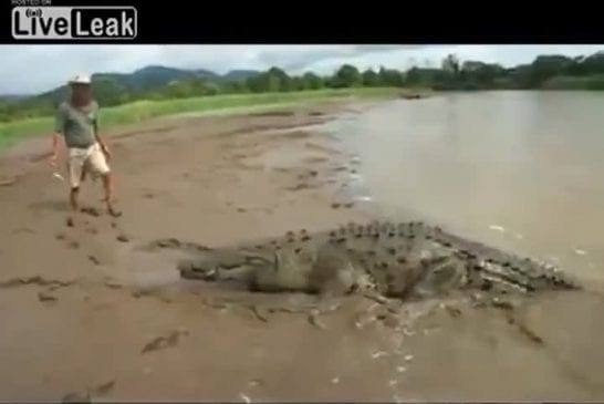 Nourrir à la main un crocodile sauvage de 4,5 mètres de long