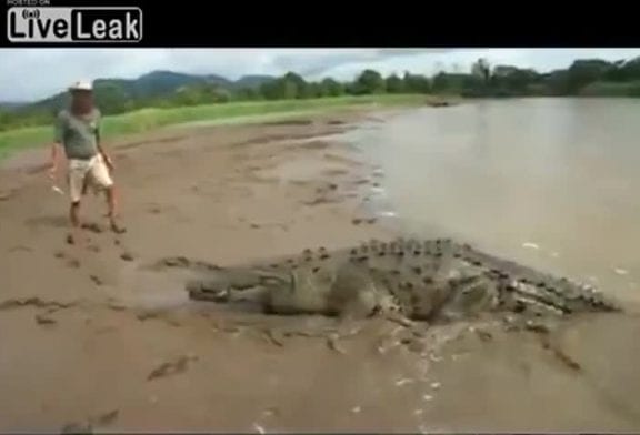 Nourrir à la main un crocodile sauvage de 4,5 mètres de long