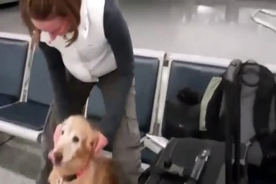 Chien pleure après avoir retrouvé son maître
