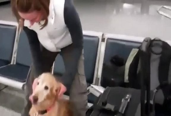 Chien pleure après avoir retrouvé son maître