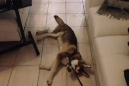 Chien ne veut pas aller se promener