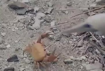 Le crabe le plus dur à cuire au monde