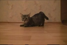 A vos marques... prêt... partez