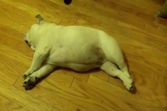 Bulldog aboie en dormant