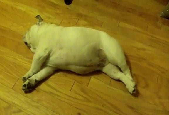 Bulldog aboie en dormant