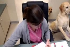 Chien de bureau