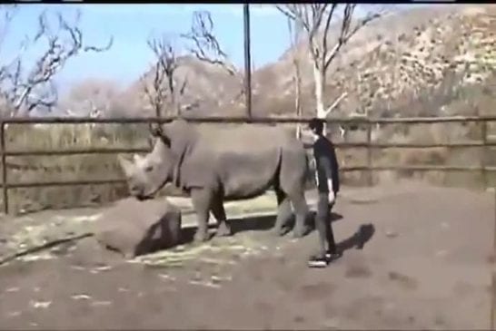 Mec monte sur un rhinocéros