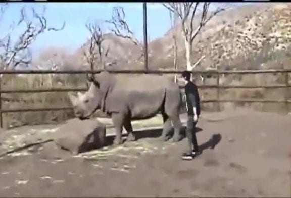 Mec monte sur un rhinocéros