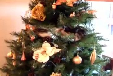 Chat et arbre de Noël!