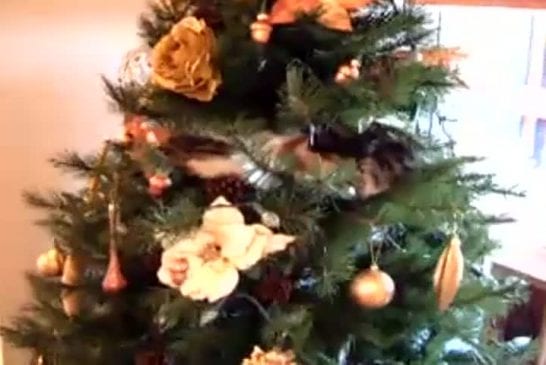 Chat et arbre de Noël!