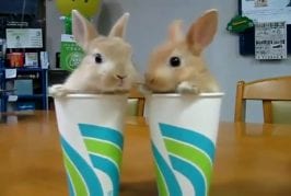 2 lapins dans 2 tasses