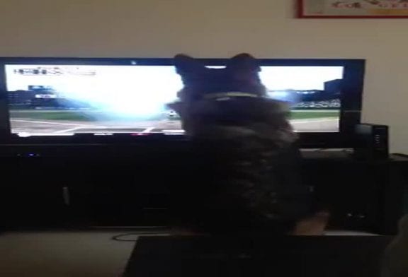 Chien veut rattraper une balle de baseball de la télévision