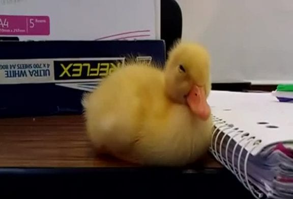 Ce bébé canard n’arrive pas à rester éveillé