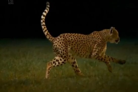 Guepard court en super slow motion