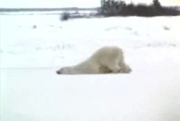 Cet ours polaire déteste le lundi