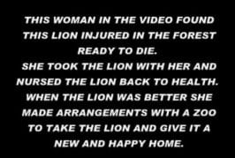 Gros câlins de lion