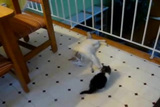 Chat espiègle fait une grosse chute