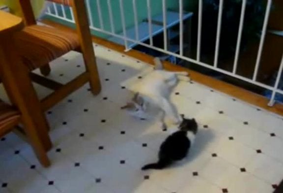 Chat espiègle fait une grosse chute