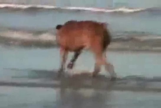 Formation d’un boxer dans l’océan