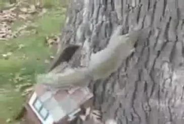 Ecureuil alcolique essaie de grimper dans un arbre