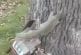 Ecureuil alcolique essaie de grimper dans un arbre