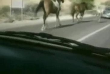 Cheval joue à saute mouton avec une voiture