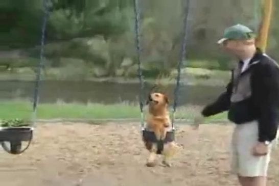 Chien sur une balançoire